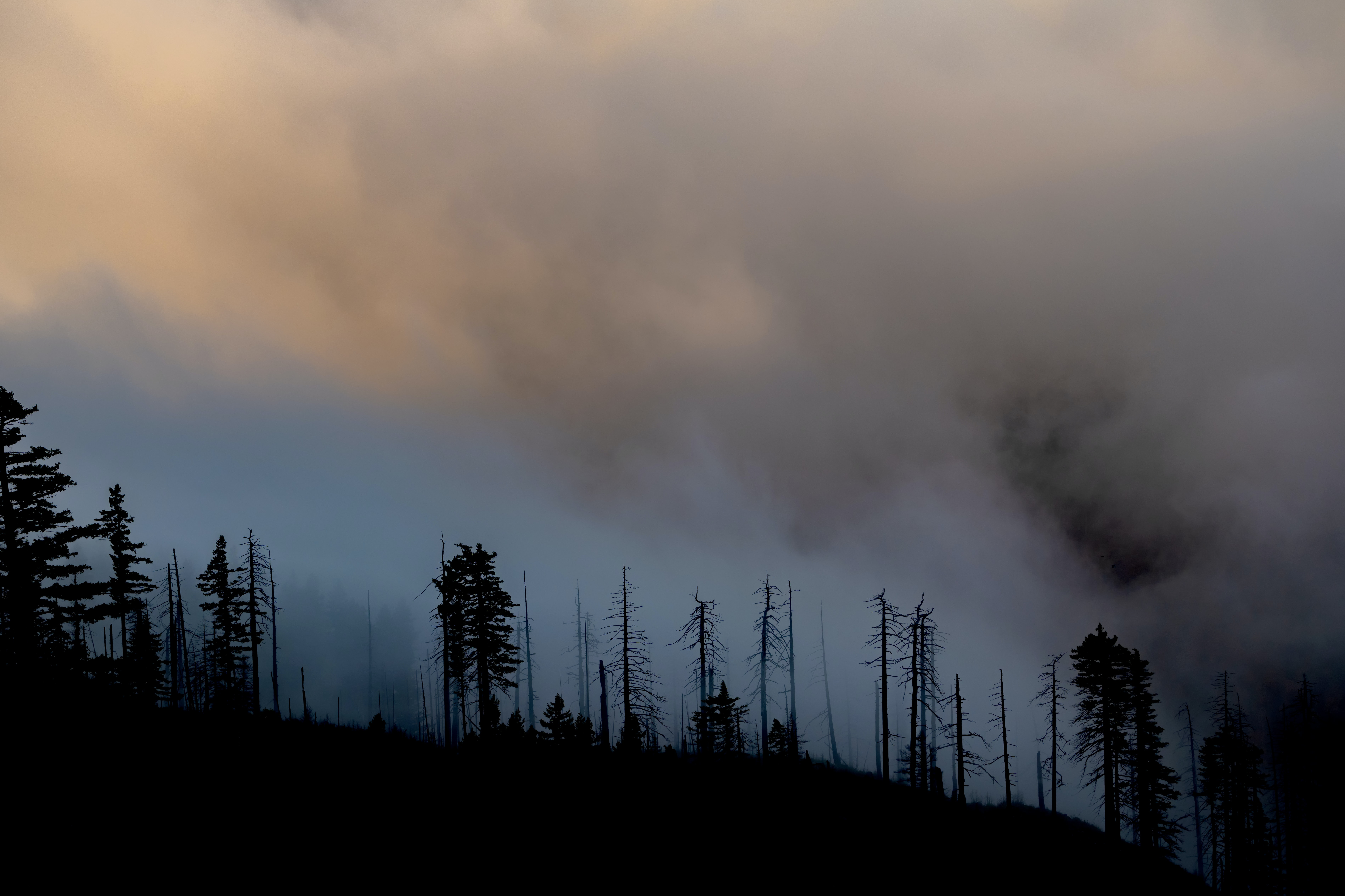 wildfire in forest