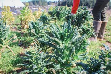 Kale rabb plants are growing with a blue-greek hue