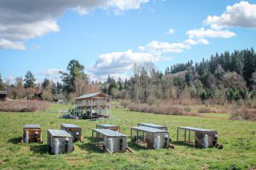 A field where rabbit is sustainably grown on a farm