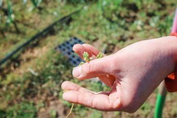 Michelle holds up an edible weed that is lining her leek garden – noting it’s one of her favorites to much on.