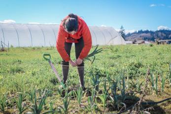 A Native woman farmer tends to her crops in Oregon