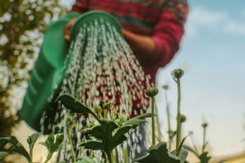 man waters plants in garden 